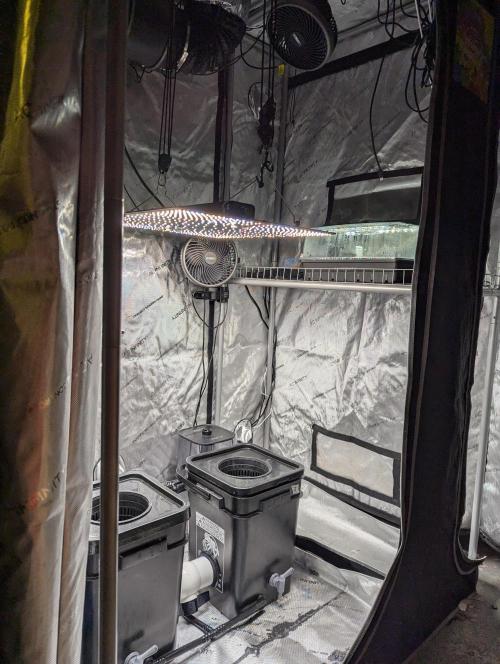 Peach cresendo. Week 0