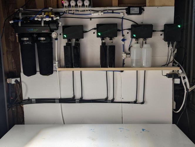 Peach cresendo. Week 0