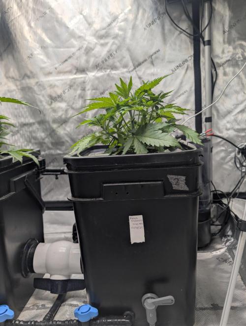 Peach cresendo. Week 4