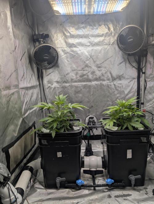 Peach cresendo. Week 4