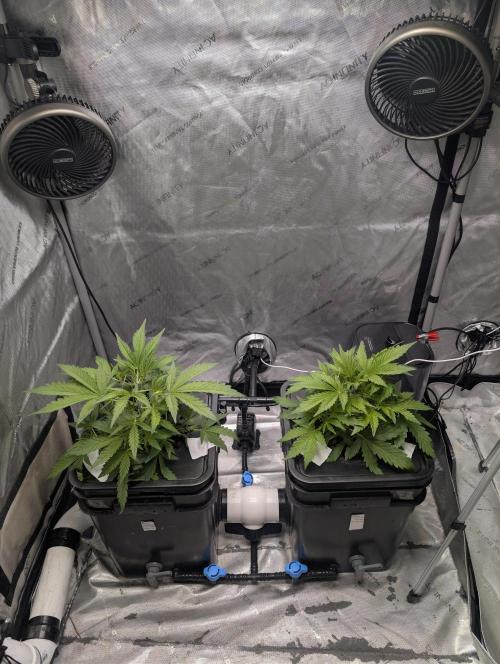 Peach cresendo. Week 4