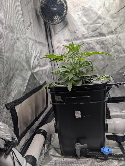 Peach cresendo. Week 4