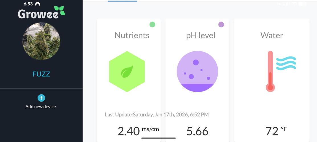 Peach cresendo. Week 4