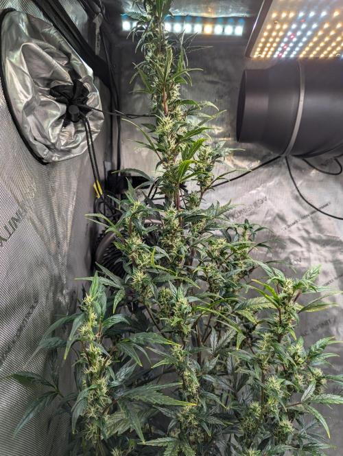 Forbidden Fruit. Week 4