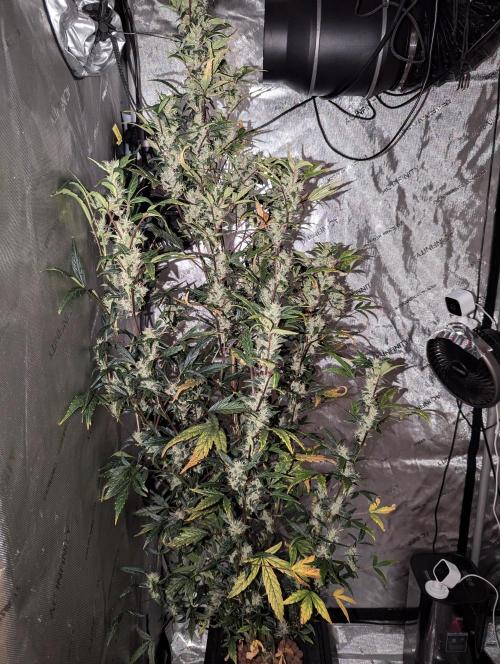 Forbidden Fruit. Week 4