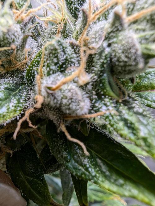 Forbidden Fruit. Week 4