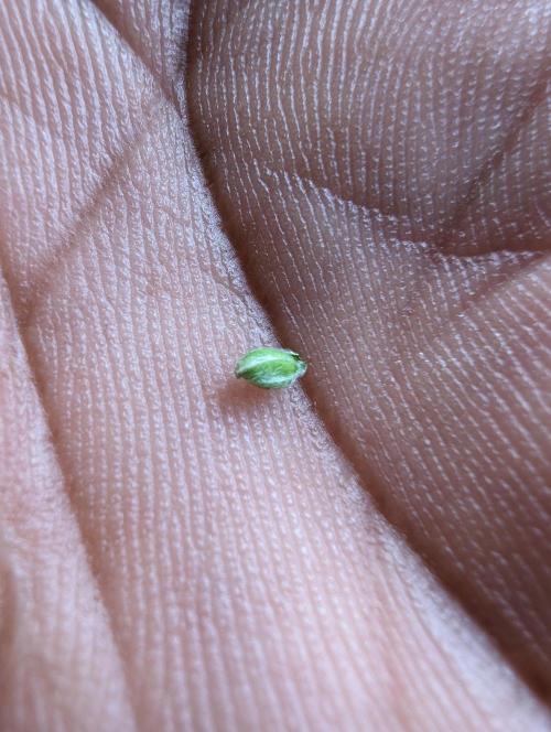 Double Whiskey Sour Auto. Week 4