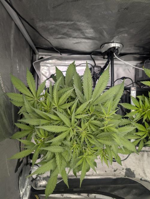 Peach cresendo RF3. Week 5