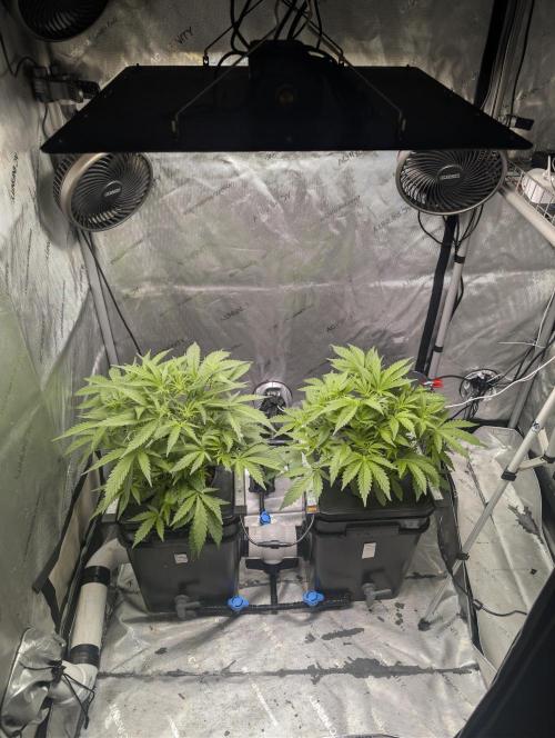 Peach cresendo RF3. Week 5 - 01/24/26