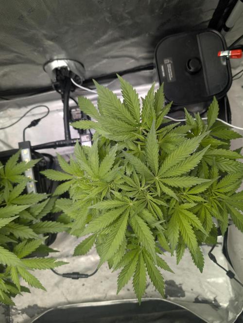 Peach cresendo RF3. Week 5