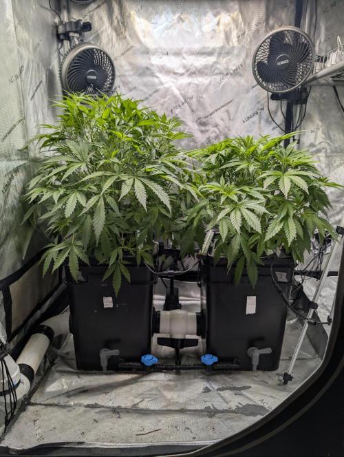 Peach cresendo RF3. Week 6 - 01/31/26