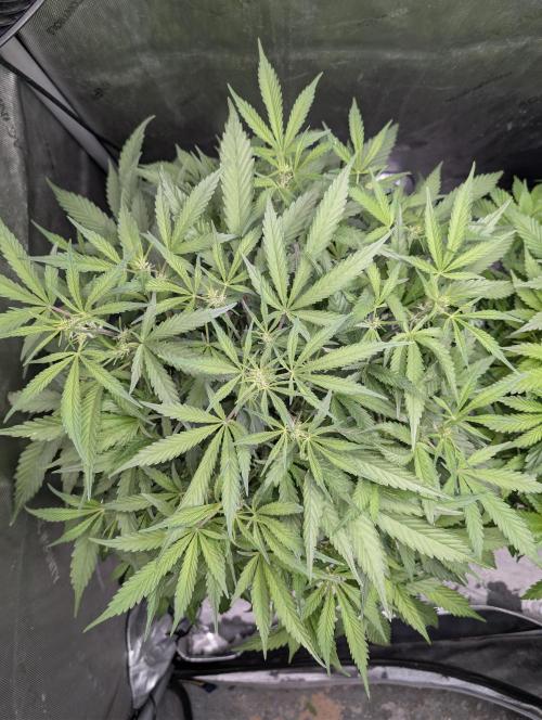 Peach cresendo RF3. Week 6