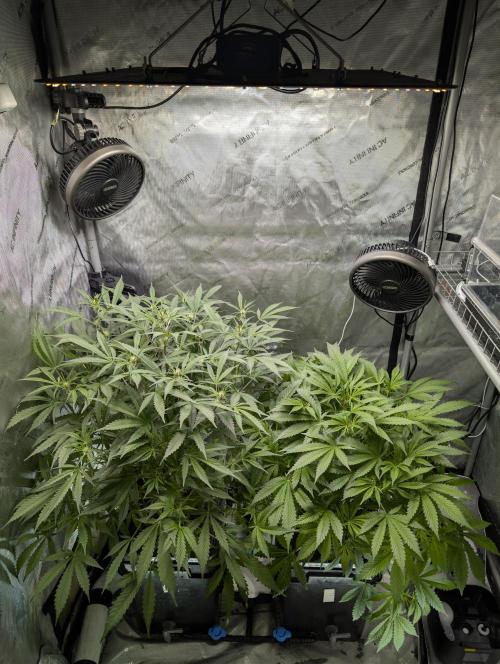 Peach cresendo RF3. Week 7