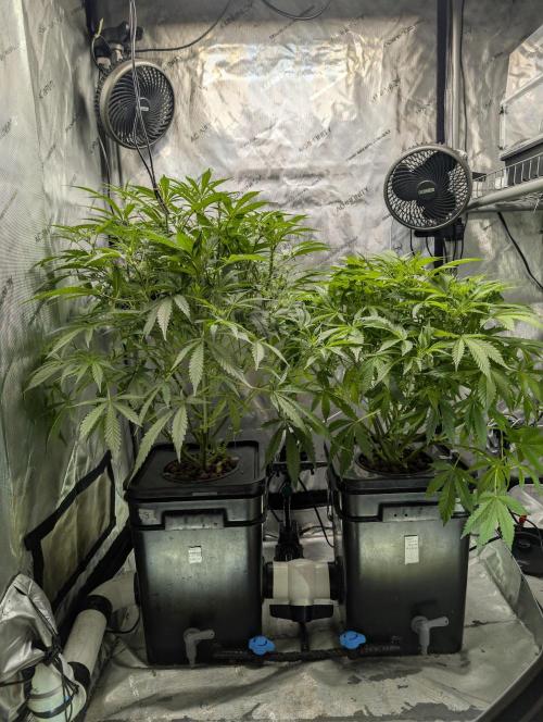 Peach cresendo RF3. Week 7