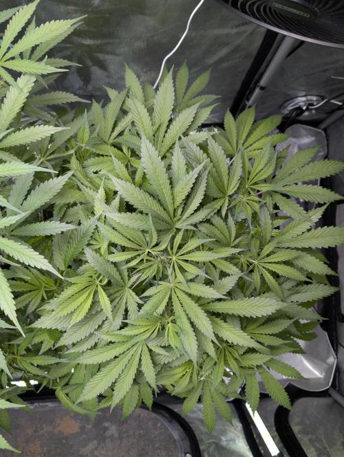 Peach cresendo RF3. Week 7