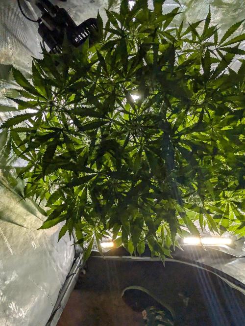 Peach cresendo RF3. Week 7