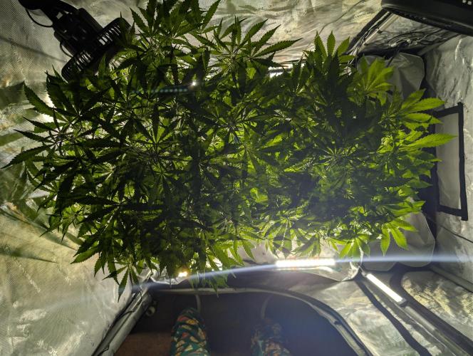 Peach cresendo RF3. Week 7