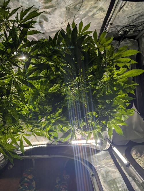 Peach cresendo RF3. Week 7