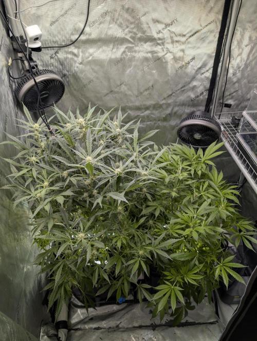 Peach cresendo RF3. Week 8