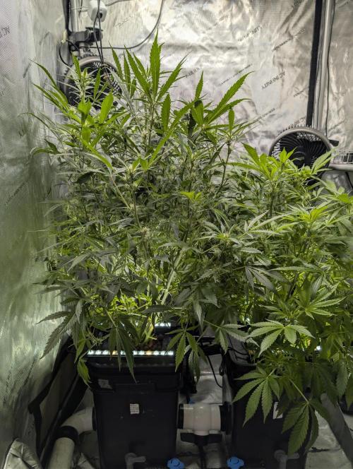 Peach cresendo RF3. Week 8