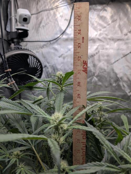 Peach cresendo RF3. Week 8