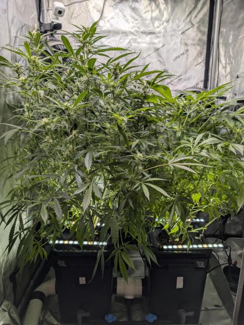 Peach cresendo RF3. Week 9