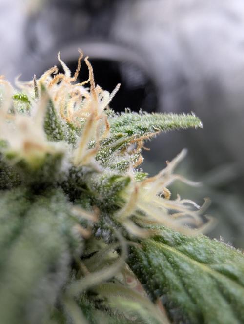 Peach cresendo RF3. Week 9