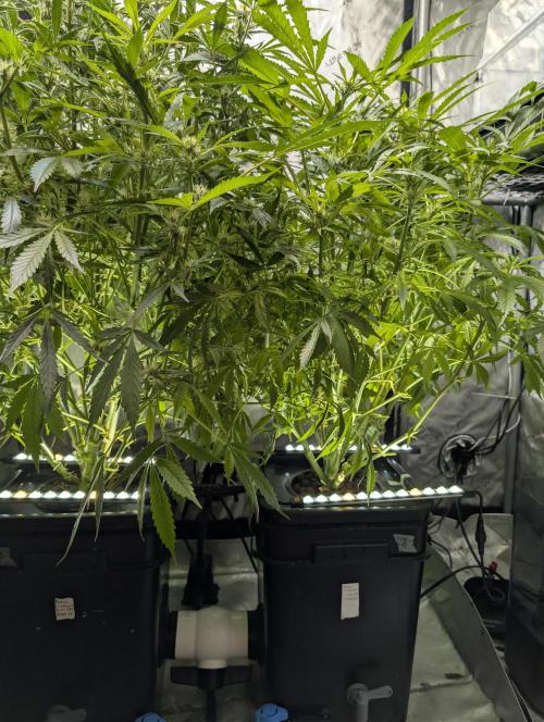 Peach cresendo RF3. Week 9