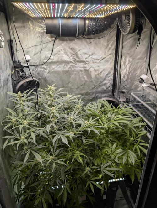 Peach cresendo RF3. Week 9