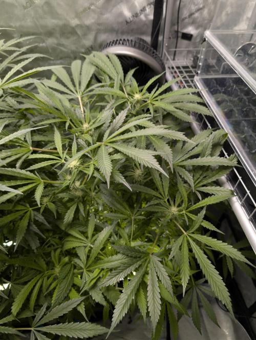 Peach cresendo RF3. Week 9