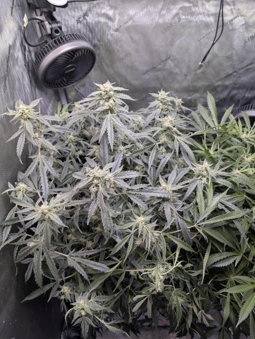 Peach cresendo RF3. Week 10