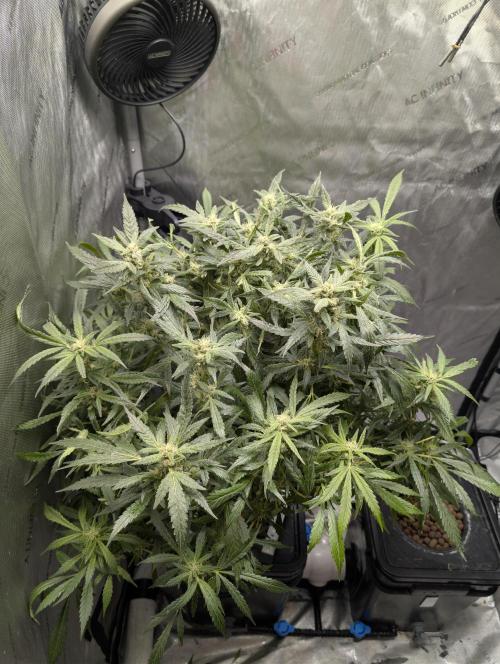 Peach cresendo RF3. Week 11 - She's next