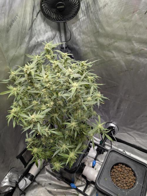 Peach Crescendo Auto RF3. Week 11
