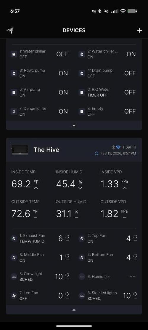 Peach cresendo RF3. Week 8