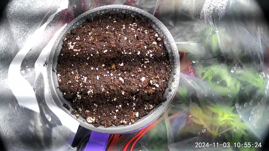 Feed Me Genetics Grow Off Breeders Cup