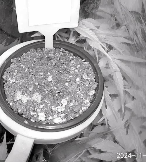 Feed Me Genetics Grow Off Breeders Cup