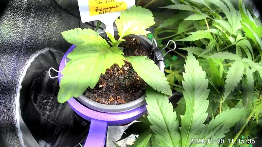 Feed Me Genetics Grow Off Breeders Cup