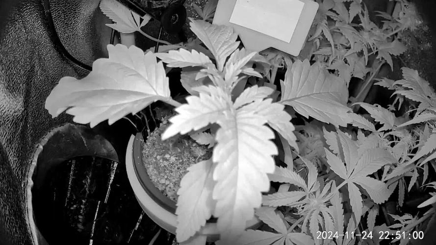 Feed Me Genetics Grow Off Breeders Cup