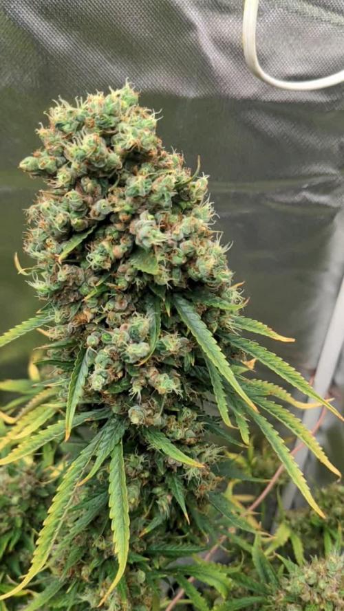 Big Demon Divine Grow Off