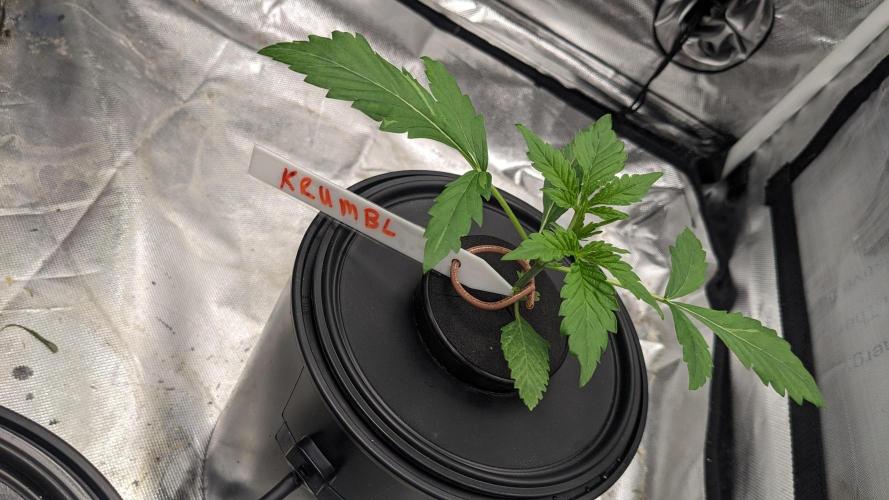 Another Happy Bird Adventure. Week 2