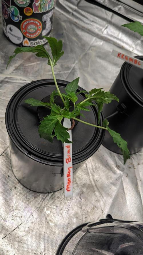 Another Happy Bird Adventure. Week 2