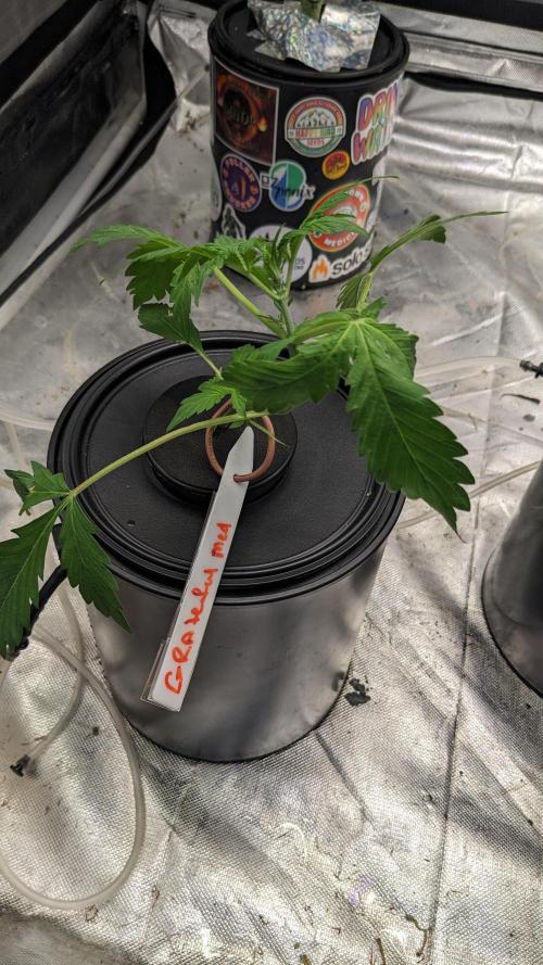 Another Happy Bird Adventure. Week 2