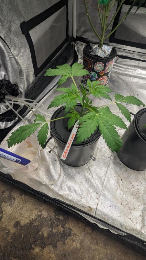 Another Happy Bird Adventure. Week 2