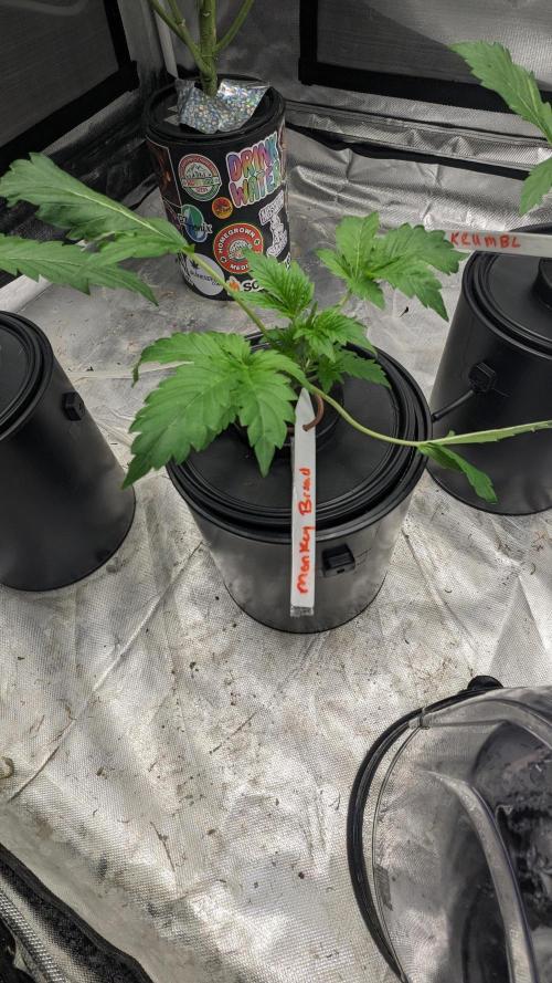 Another Happy Bird Adventure. Week 2