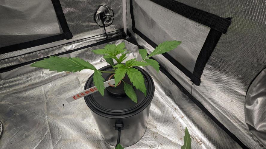 Another Happy Bird Adventure. Week 2