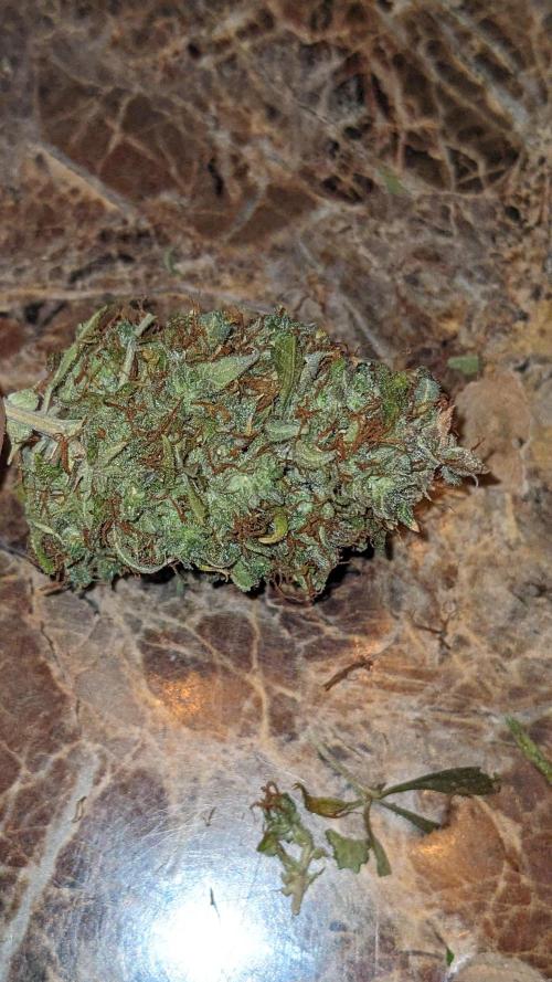 Big Demon Divine Grow Off. Week 12