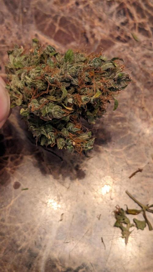 Big Demon Divine Grow Off. Week 12