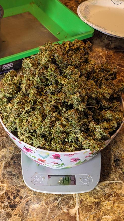 Big Demon Divine Grow Off. Week 12