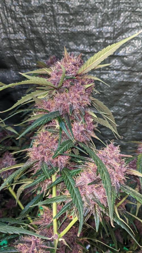 Shawn Burgundy. Week 7