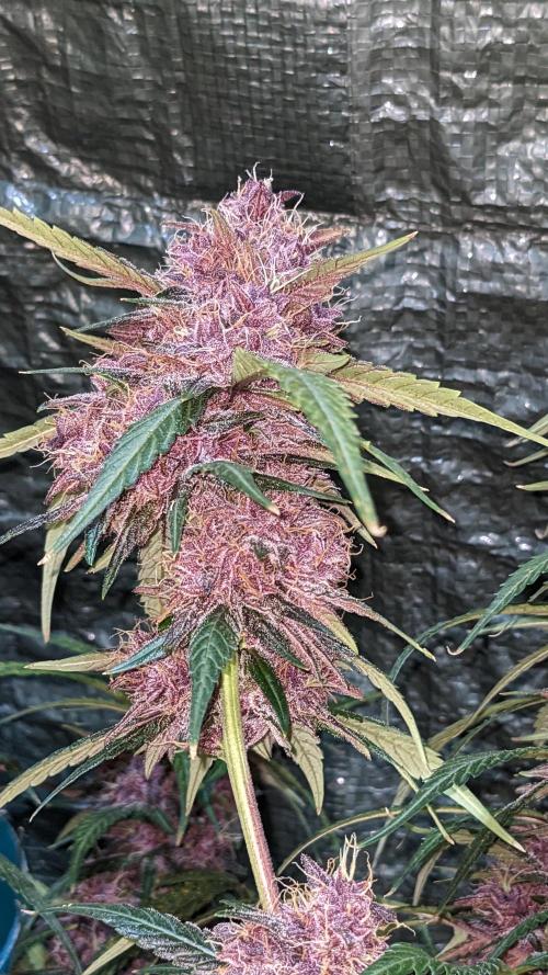 Shawn Burgundy. Week 7